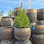 Świerk biały (Picea galuca 'Conica December') 55cm