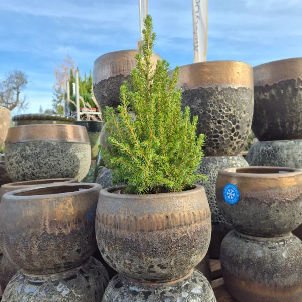 Świerk biały (Picea galuca 'Conica December') 55cm