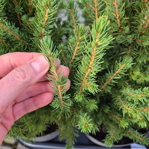 Świerk biały (Picea galuca 'Conica December') 55cm
