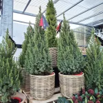 Świerk biały (Picea glauca 'Perfecta') 90cm