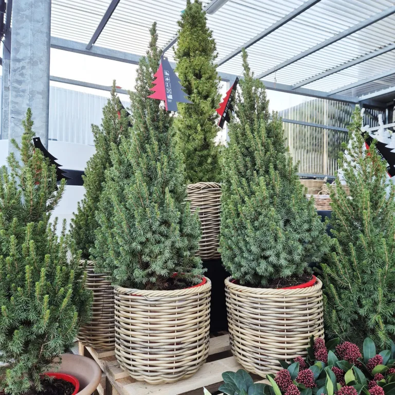 Świerk biały (Picea glauca 'Perfecta') 90cm