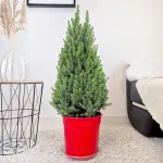 Świerk biały (Picea glauca 'Perfecta') 90cm