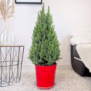 Świerk biały (Picea glauca 'Perfecta') 90cm