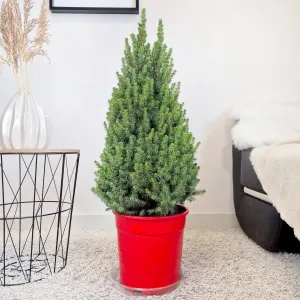 Świerk biały (Picea glauca 'Perfecta') 90cm