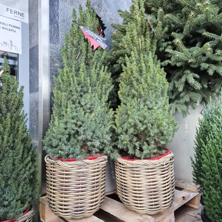 Świerk biały (Picea glauca 'Perfecta') 90cm