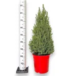Świerk biały (Picea glauca 'Perfecta') 90cm