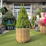 Świerk biały (Picea glauca 'Perfecta') 90cm