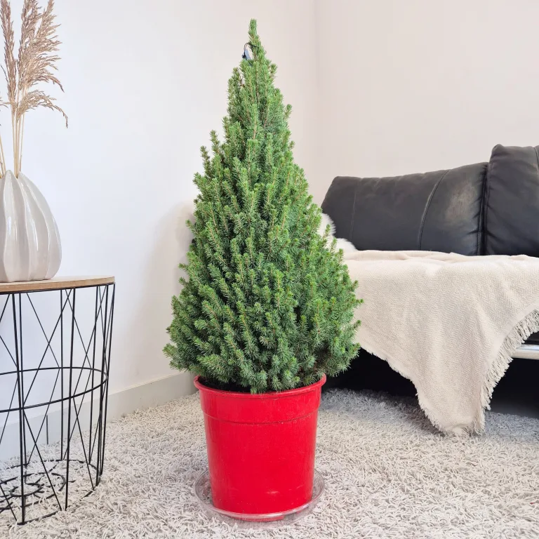 Świerk biały (Picea glauca 'Perfecta') 90cm