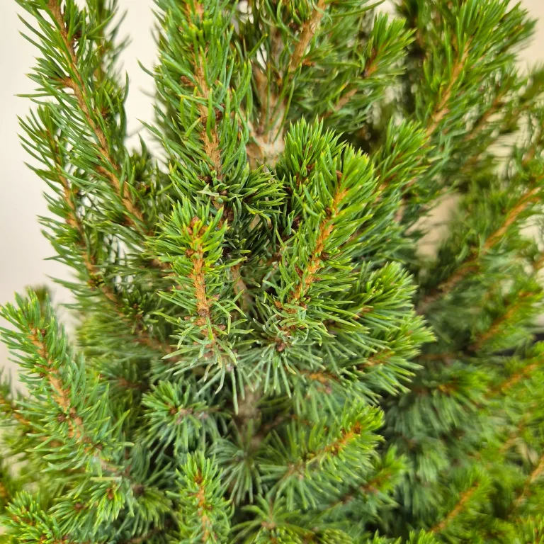 Świerk biały (Picea glauca 'Perfecta') 90cm