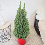 Świerk biały (Picea glauca 'Perfecta') 90cm