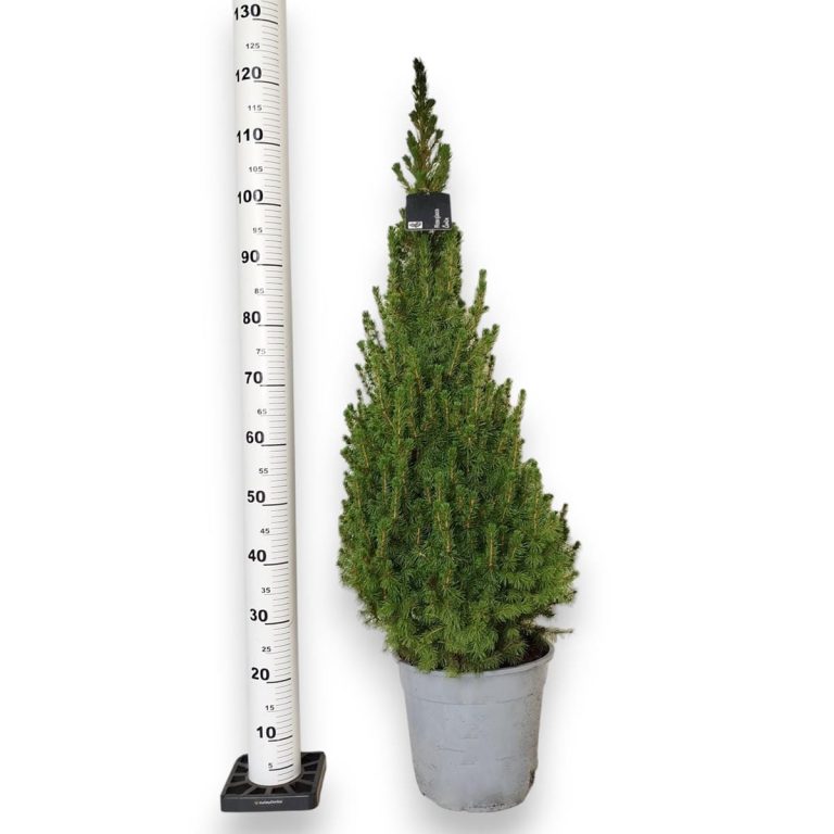 Świerk biały (Picea abies 'Conica') 120cm
