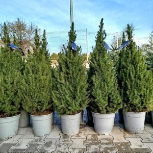 Świerk biały (Picea abies 'Conica') 120cm