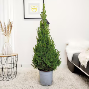 Świerk biały (Picea abies 'Conica') 120cm