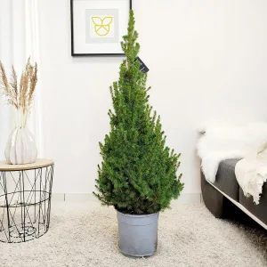 Świerk biały (Picea abies 'Conica') 120cm