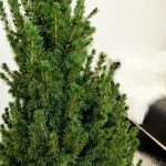 Świerk biały (Picea abies 'Conica') 120cm