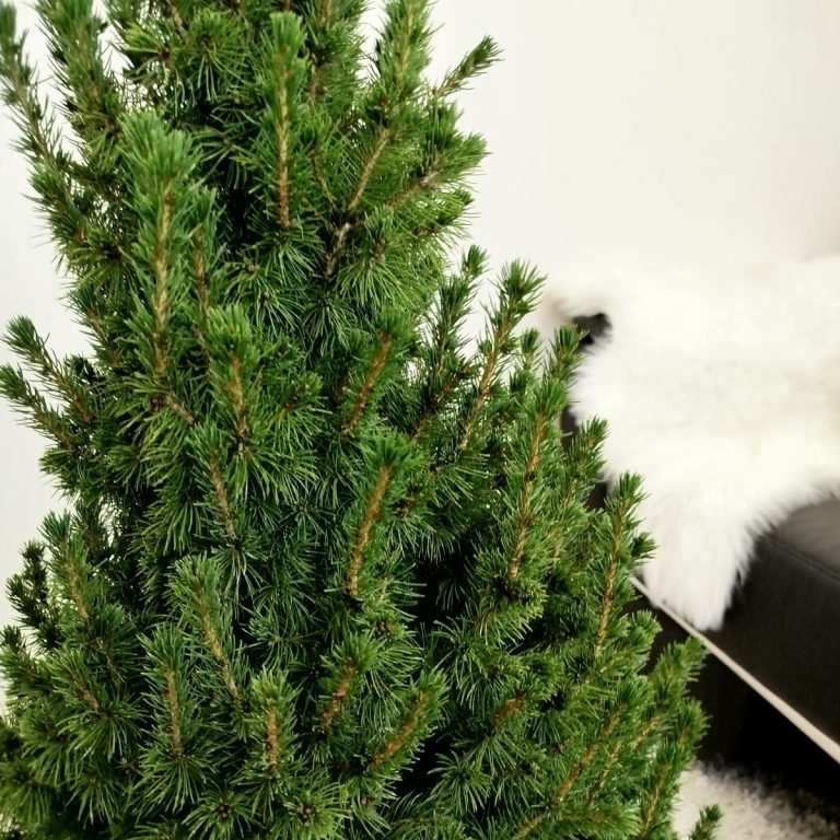 Świerk biały (Picea abies 'Conica') 120cm