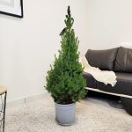 Świerk biały (Picea abies 'Conica') 120cm