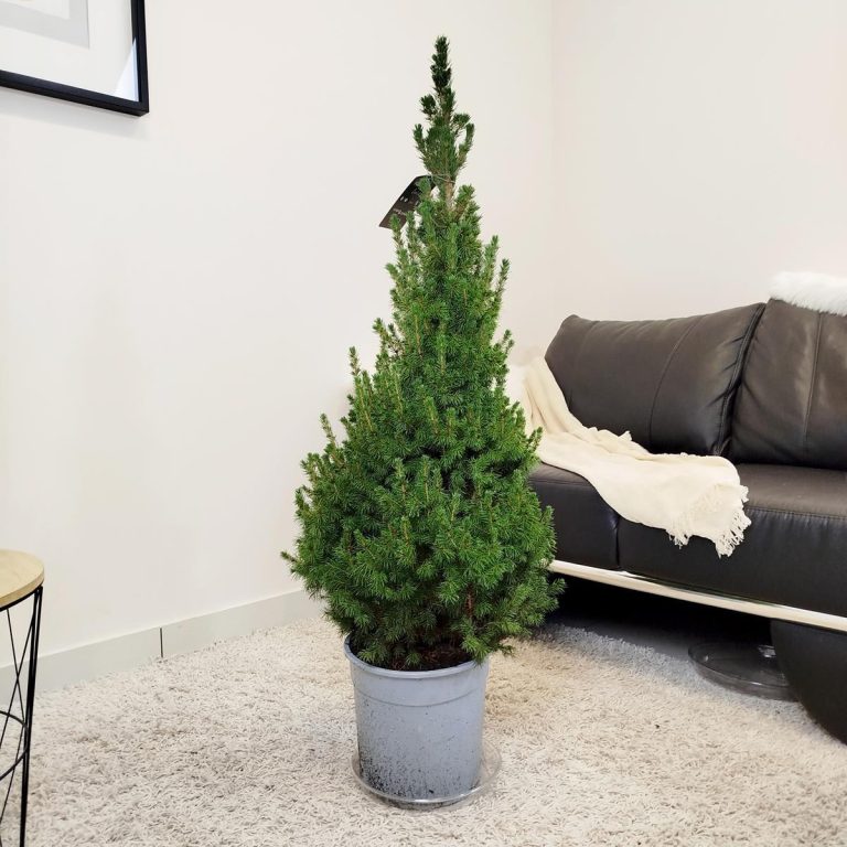 Świerk biały (Picea abies 'Conica') 120cm