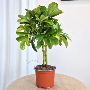 Szeflera (Schefflera 'Gold Capella') 40cm