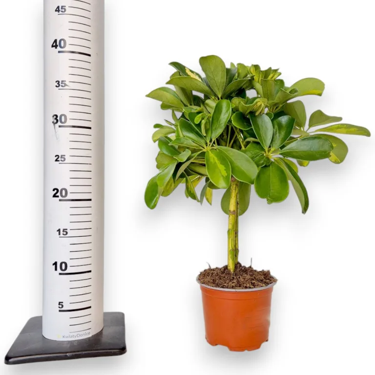 Szeflera (Schefflera 'Gold Capella') 40cm