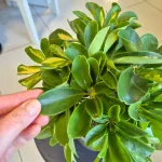 Szeflera (Schefflera 'Gold Capella') 40cm