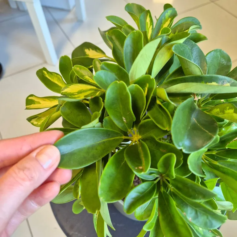 Szeflera (Schefflera 'Gold Capella') 40cm