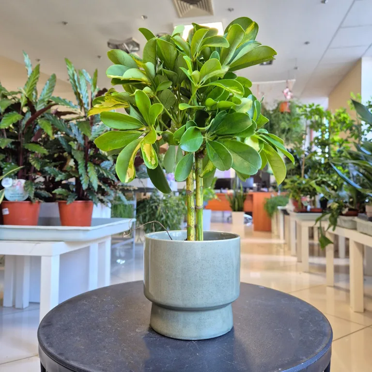 Szeflera (Schefflera 'Gold Capella') 40cm