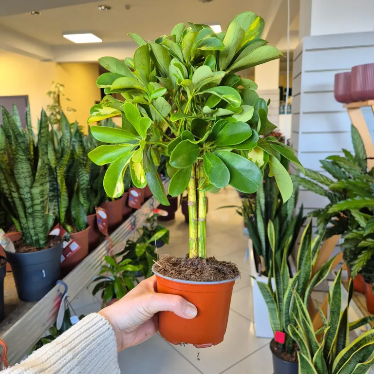 Szeflera (Schefflera 'Gold Capella') 40cm