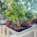 Szeflera (Schefflera 'Gold Capella') 40cm