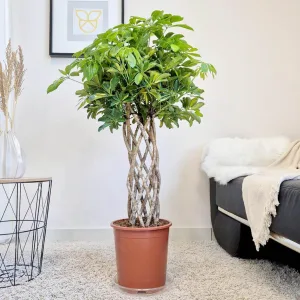 Szeflera drzewkowata (Schefflera arbolicora 'Gold Capella') 120cm