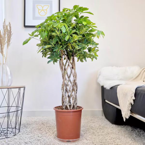 Szeflera drzewkowata (Schefflera arbolicora 'Gold Capella') 120cm