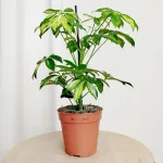 Szeflera (Schefflera arbolicora 'Gerda') 40cm
