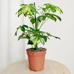 Szeflera (Schefflera arbolicora 'Gerda') 40cm