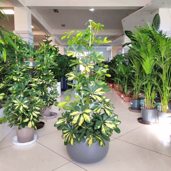 Szeflera drzewkowata