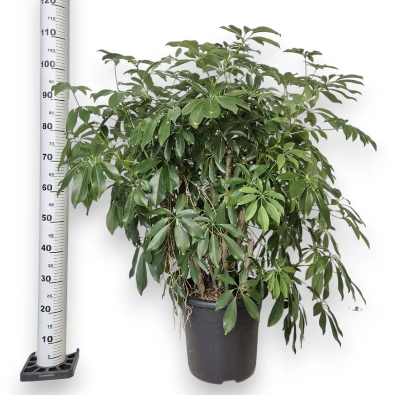Szeflera drzewkowata (Schefflera arbolicora 'Compacta') 110cm