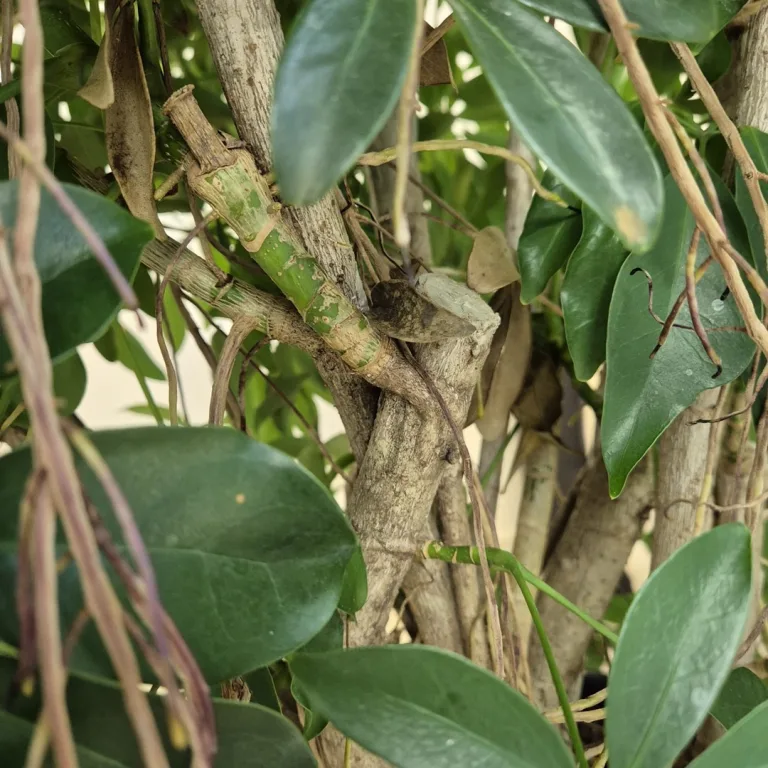 Szeflera drzewkowata (Schefflera arbolicora 'Compacta') 110cm