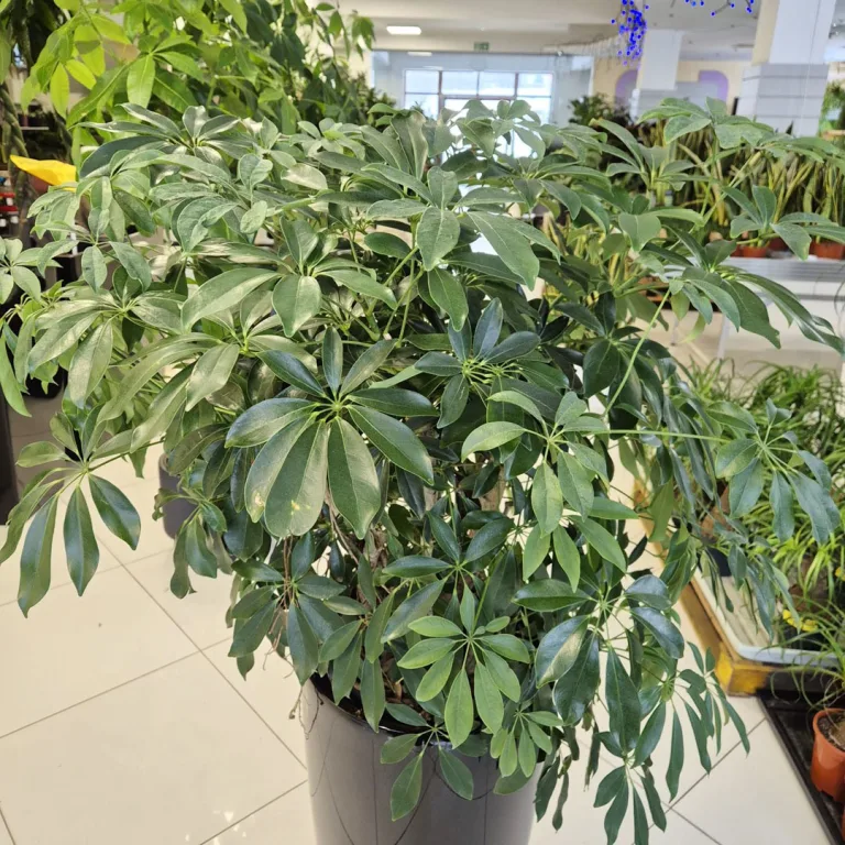 Szeflera drzewkowata (Schefflera arbolicora 'Compacta') 110cm
