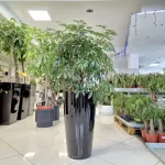 Szeflera drzewkowata (Schefflera arbolicora 'Compacta') 110cm