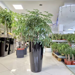 Szeflera drzewkowata (Schefflera arbolicora 'Compacta') 110cm