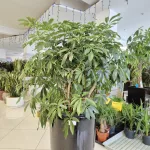 Szeflera drzewkowata (Schefflera arbolicora 'Compacta') 110cm