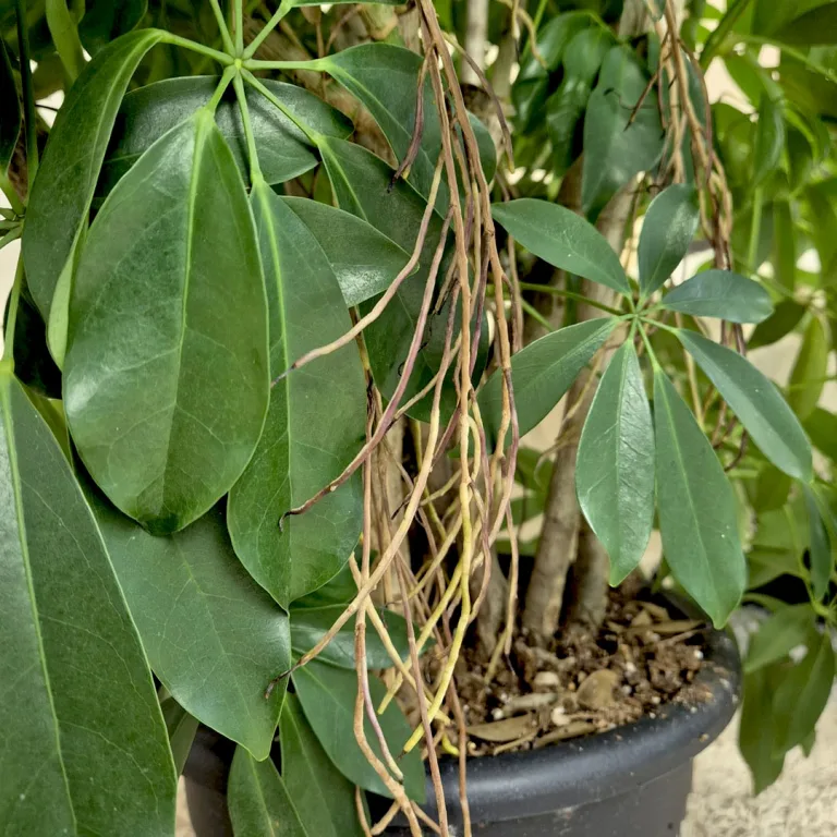 Szeflera drzewkowata (Schefflera arbolicora 'Compacta') 110cm
