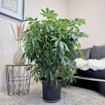 Szeflera drzewkowata (Schefflera arbolicora 'Compacta') 110cm