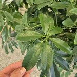 Szeflera drzewkowata (Schefflera arbolicora 'Compacta') 110cm