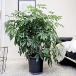 Szeflera drzewkowata (Schefflera arbolicora 'Compacta') 110cm