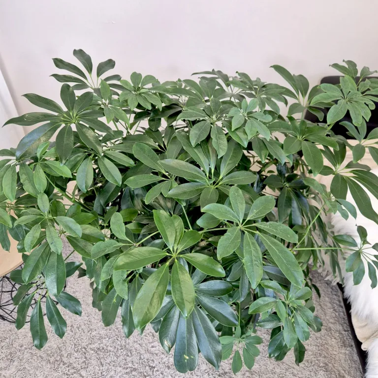 Szeflera drzewkowata (Schefflera arbolicora 'Compacta') 110cm
