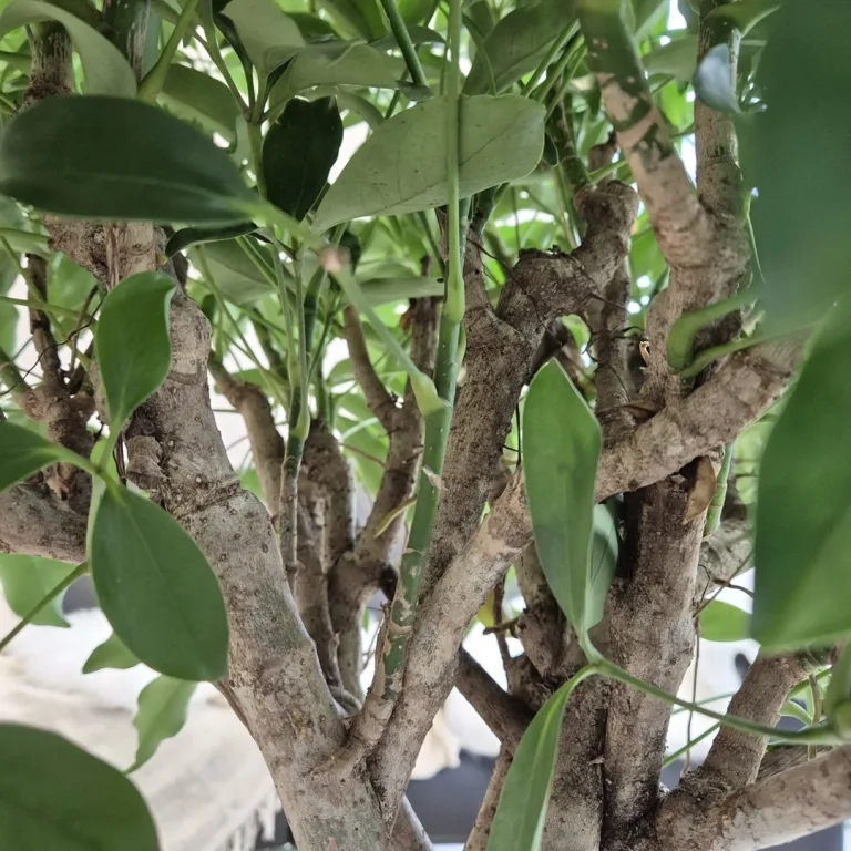 Szeflera drzewkowata (Schefflera arbolicora 'Compacta') 110cm