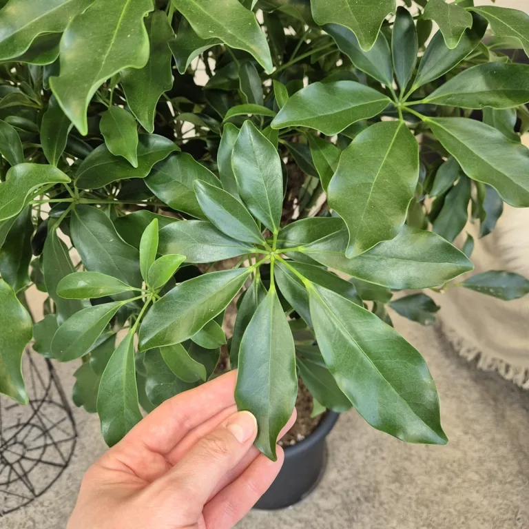 Szeflera drzewkowata (Schefflera arbolicora 'Compacta') 110cm