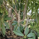 Szeflera drzewkowata (Schefflera arbolicora 'Compacta') 110cm
