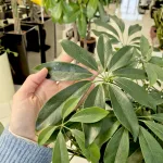 Szeflera drzewkowata (Schefflera arbolicora 'Compacta') 110cm
