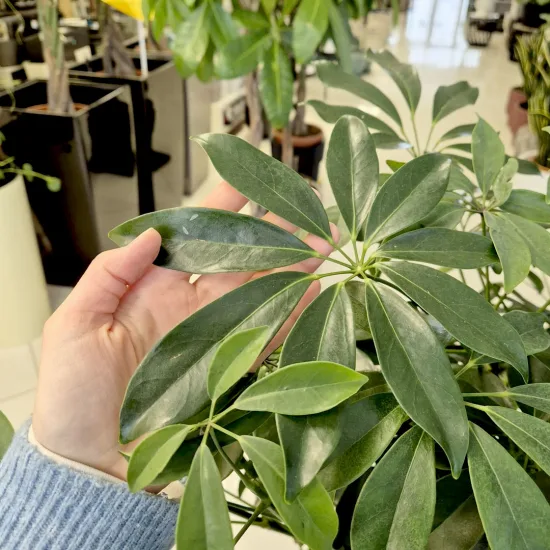 Szeflera drzewkowata (Schefflera arbolicora 'Compacta’)
